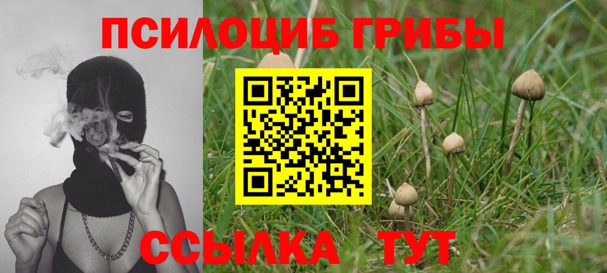 Новороссийск  Галлюциногенные грибы Psilocybine cubensis  Вход с VPN 